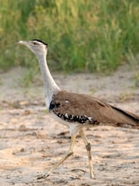 Great Indian Bustard: This rare Indian bird can weigh more than 15 kg