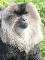 Endangered Species Day 2026: Meet 10 endangered animals of India fighting for survival