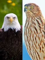 Bald Eagle vs Cooper’s Hawk: Who would win an aerial battle?