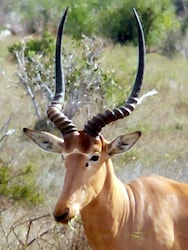 10 unique animals found only in Kenya