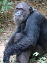 Meet Frodo, world’s most aggressive chimpanzee ever recorded