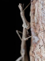 Stick Insect: This 9-Inch creature can fly, clone itself and even fight back!
