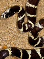 World Snake Day 2026: 9 snake-eating snakes you won’t believe exist