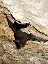 Seychelles sheath-tailed bat: Meet one of the world’s last 100 bats