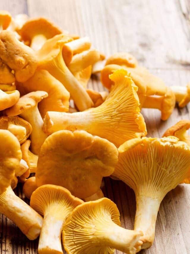 10 Types Of Mushroom