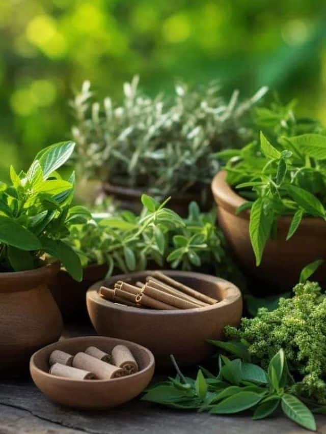 10 Ayurvedic Herbs To Grow In Your Garden